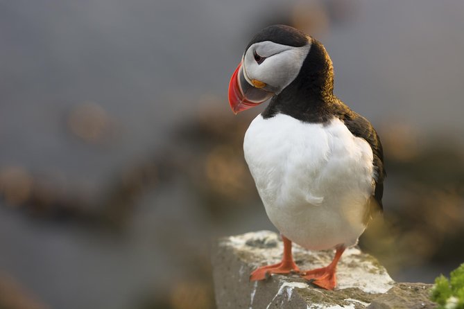 Iceland Super Saver: Puffin Cruise plus Whale-Watching Tour from Reykjavik - Logistics and Booking Details