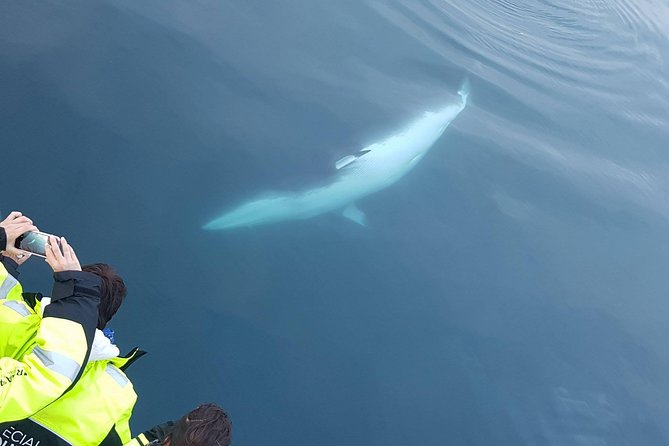 Iceland Super Saver: Puffin Cruise plus Whale-Watching Tour from Reykjavik - Who Would Most Enjoy This Tour