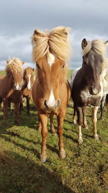 Iceland: Volcanic Landscape Horse Riding Tour - Riding Through Icelands Volcanic Lava Fields