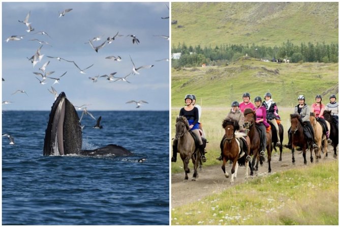Icelandic Horse Riding and Whale Watching Cruise from Reykjavík - Discover the Unique Combo of Icelandic Horse Riding and Whale Watching from Reykjavík