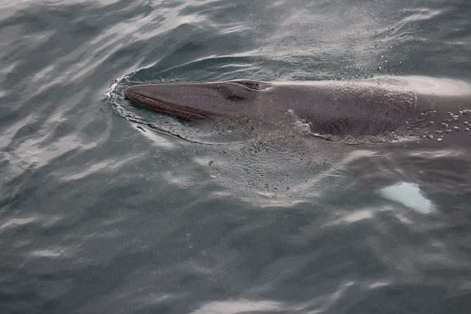 Icelandic Horse Riding and Whale Watching Cruise from Reykjavík - Starting Point at Hótel Eldhestar for Scenic Horse Riding