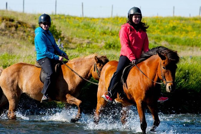 Icelandic Horse Riding and Whale Watching Cruise from Reykjavík - Whale Watching from Reykjavik’s Ægisgarður Pier
