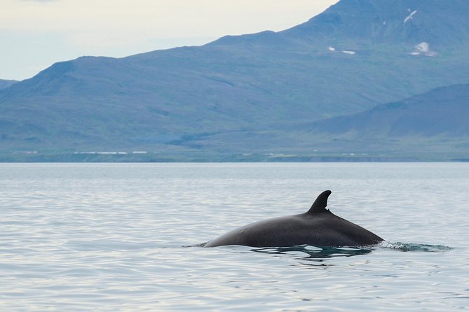Icelandic Horse Riding and Whale Watching Cruise from Reykjavík - Practical Details of the Whale Watching Cruise