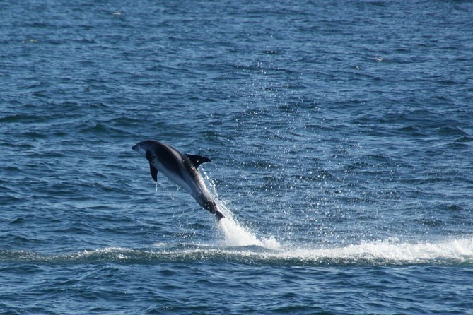 Icelandic Horse Riding and Whale Watching Cruise from Reykjavík - Physical Requirements and Accessibility