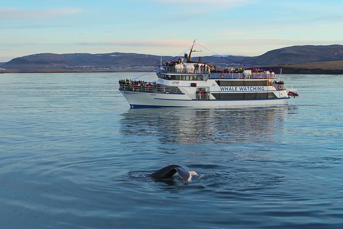 Icelandic Horse Riding and Whale Watching Tour from Reykjavik - Transition to Reykjavik Old Harbor for Whale Watching