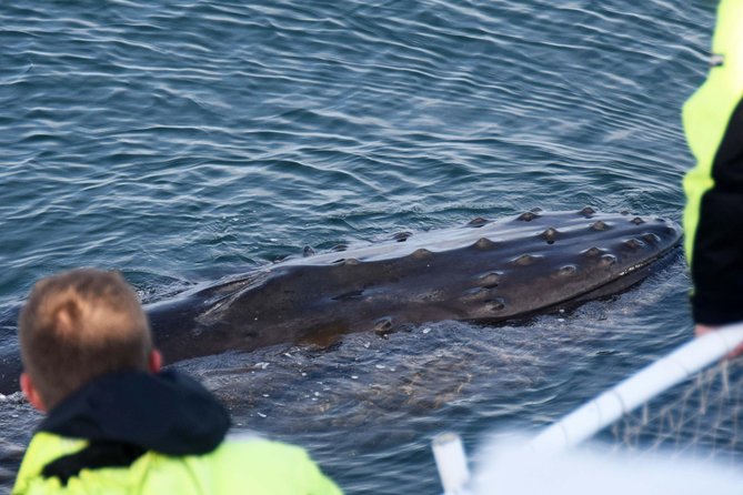 Icelandic Horse Riding and Whale Watching Tour from Reykjavik - Comfort and Safety on the Whale Watching Boat