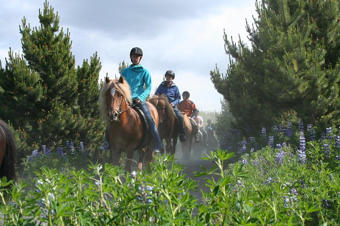 Icelandic Horseback Riding Tour from Reykjavik - The Experience for Children and Families