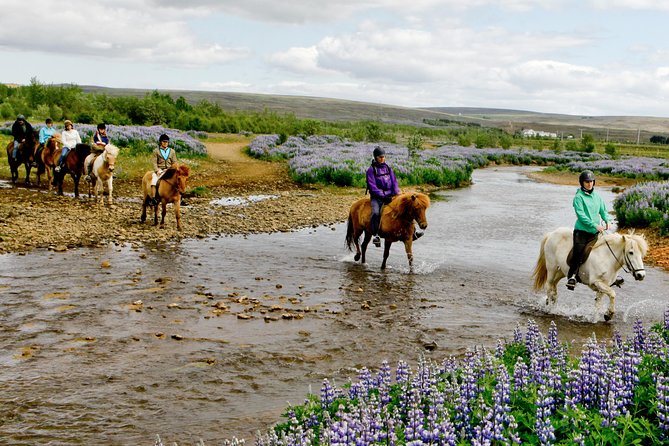 Icelandic Horseback Riding Tour Including Pick Up from Reykjavik - Key Points