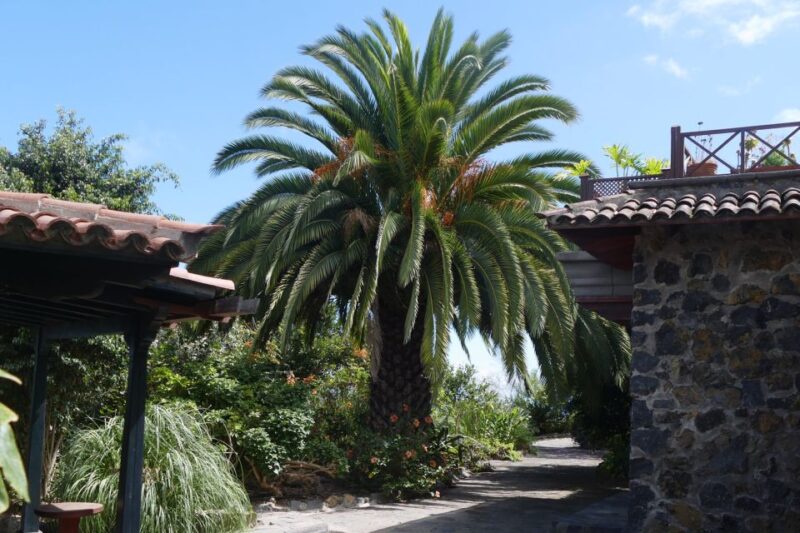 Icod de los Vinos: ARTlandya Doll World Entry Ticket & Tour - The Garden and Terrace: Relaxing Views of Mount Teide and the Coast