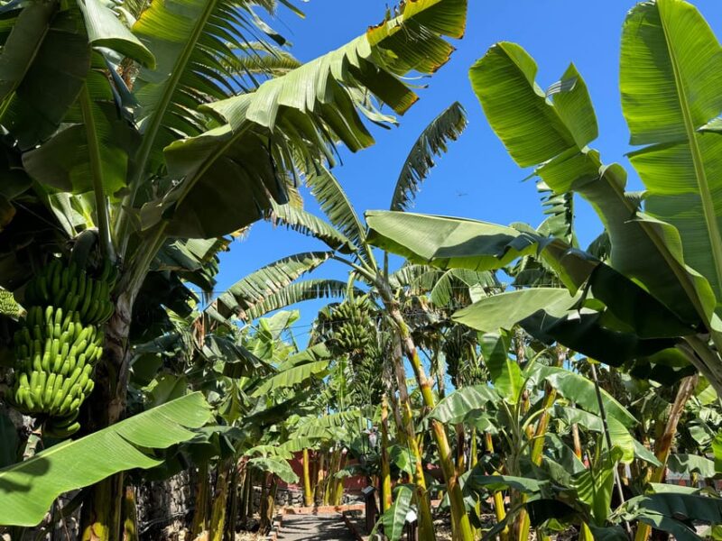 Icod de los Vinos: Casa del Plátano Entry Ticket - Discover Tenerife’s Banana Heritage at Casa del Plátano