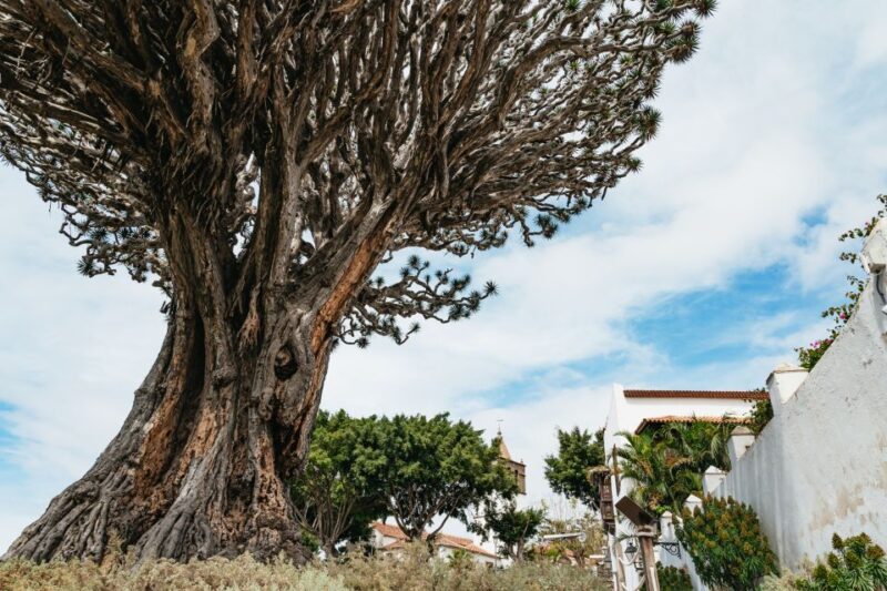 Icod de los Vinos: Dragon Tree & Botanical Garden Ticket - Key Points