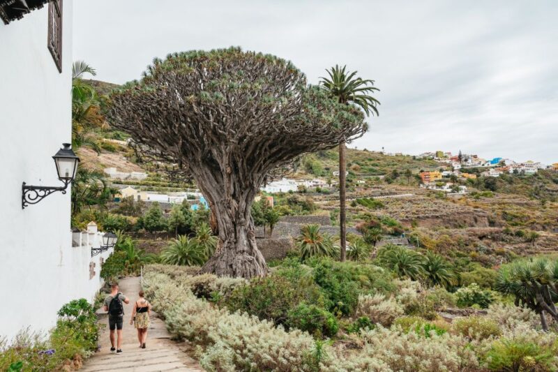 Icod de los Vinos: Dragon Tree & Botanical Garden Ticket - Visiting the Millennial Dragon Tree in Icod de los Vinos