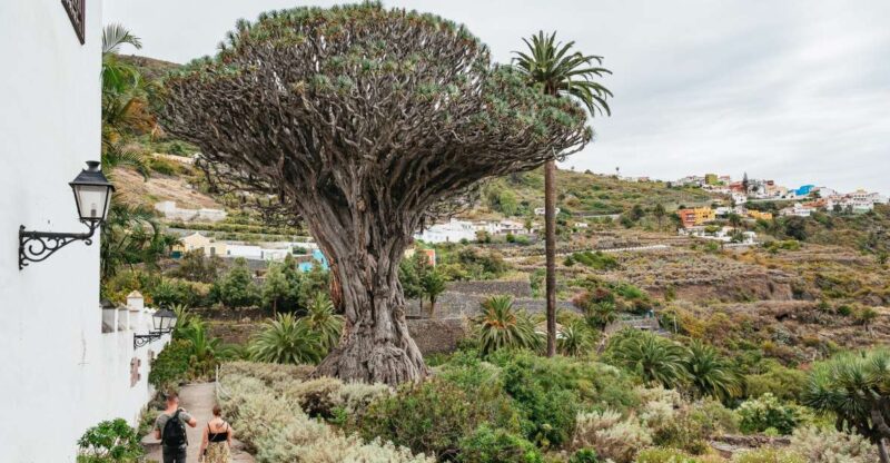 Icod de los Vinos: Dragon Tree & Botanical Garden Ticket - Walks, Cave Exploration, and Special Zones