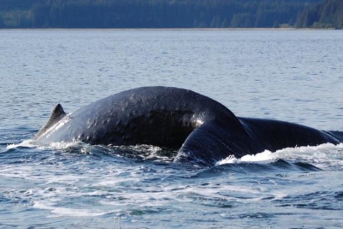 Icy Strait Shore Excursion: Whale Watching Adventure Tour - Key Points