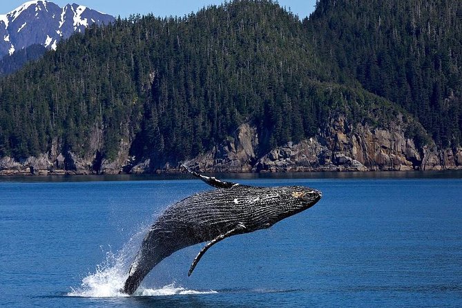 Icy Strait Shore Excursion: Whale Watching Adventure Tour - The Boat and Its Features
