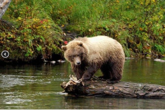 Icy Strait Small Group Shore Excursion: We're going on a bear hunt! - Explore Icy Strait and Bear Island on a 4-Hour Small Group Shore Excursion