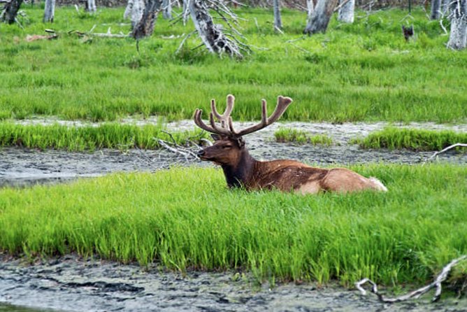 Icy Strait Small Group Shore Excursion: We're going on a bear hunt! - Learning About Hoonah and the Tlingit Culture
