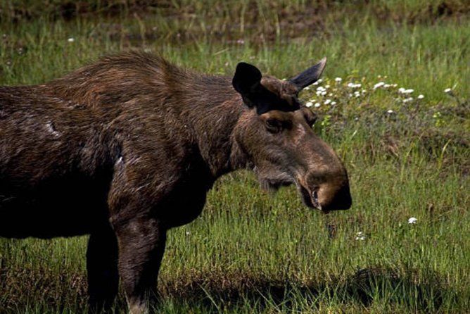 Icy Strait Small Group Shore Excursion: We're going on a bear hunt! - Scenic Views and Edible Berries