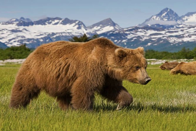 Icy Strait Small Group Shore Excursion: We're going on a bear hunt! - Practical Details and Booking Tips