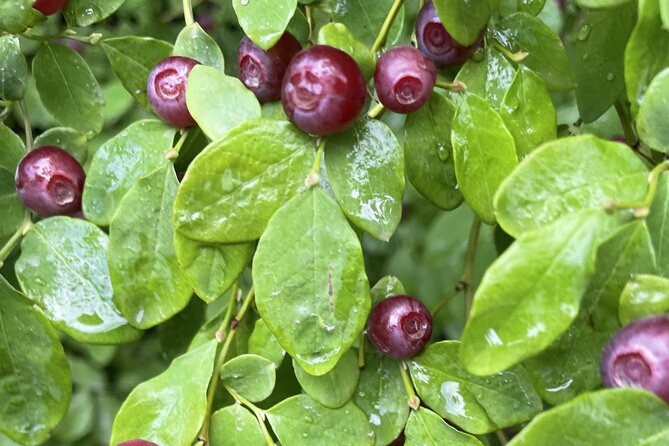 Icy Strait Village Tour and Crab Feast - Watching Tlingit Totem Carving at the Carving Shed