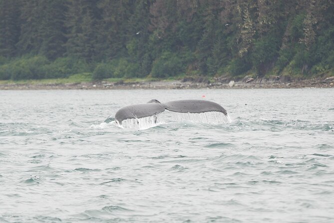 Icy Strait Whale & Wildlife Endeavor - Departing from Hoonah for Icy Strait Exploration