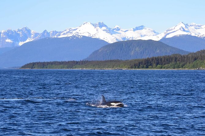 Icy Strait Whale & Wildlife Endeavor - Captain Seth: Knowledgeable and Personable Leadership