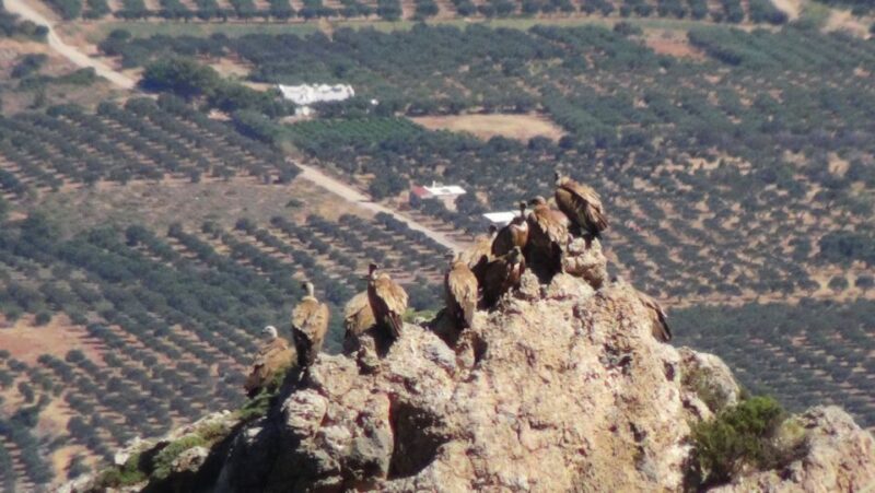 Ierapetra: Eastern Crete Nature Jeep Driving Tour - The Off-Road Driving Experience