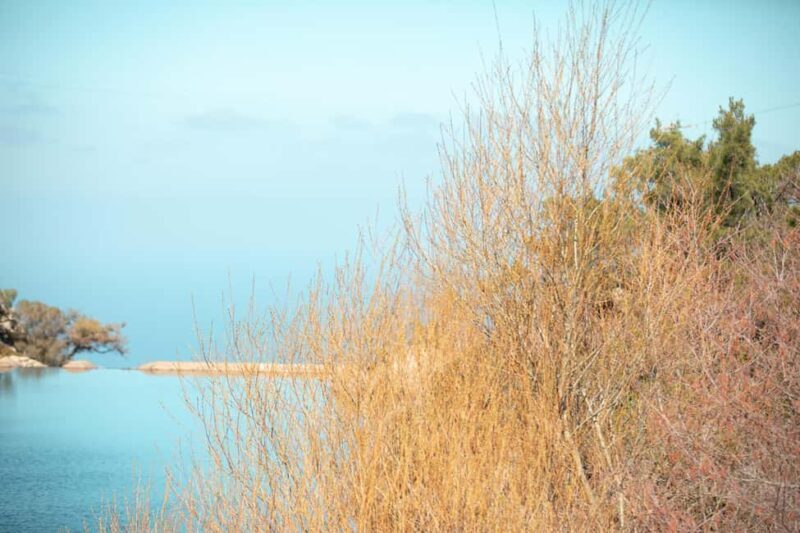 Ikaria Longevity: Forest Pilates, Monastery & Family Winery - Key Points