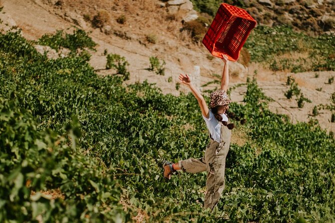 Ikaria, Two Family-run Wineries in a single Day with Pick-Up - Key Points