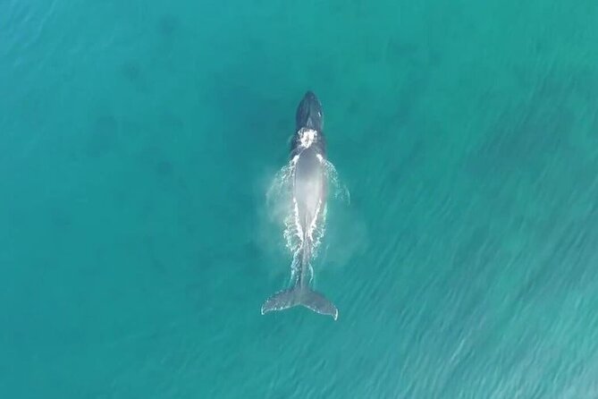 'Imiloa Express Whale Watch and Cocktail Tour - The Scenic Route Along Kauai’s South Coast