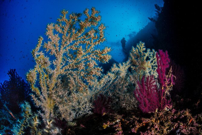 Immersion in Banco Santa Croce from Sorrento with Expert Guide - The Expert Guidance You Can Rely On