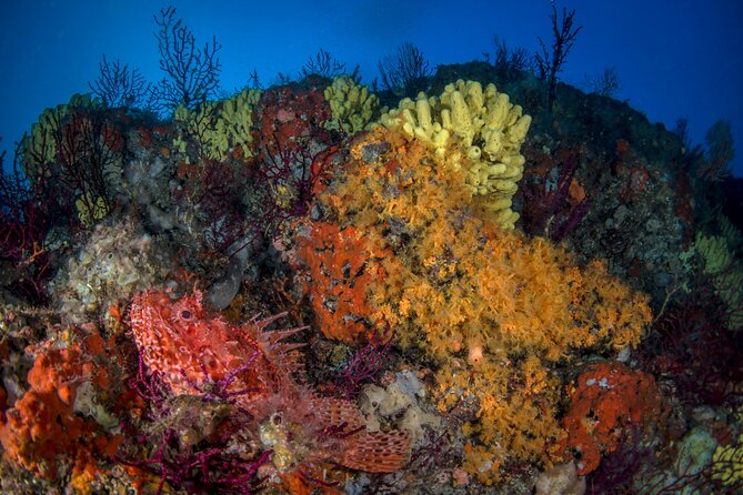 Immersion in Banco Santa Croce from Sorrento with Expert Guide - Who Will Enjoy This Diving Experience?