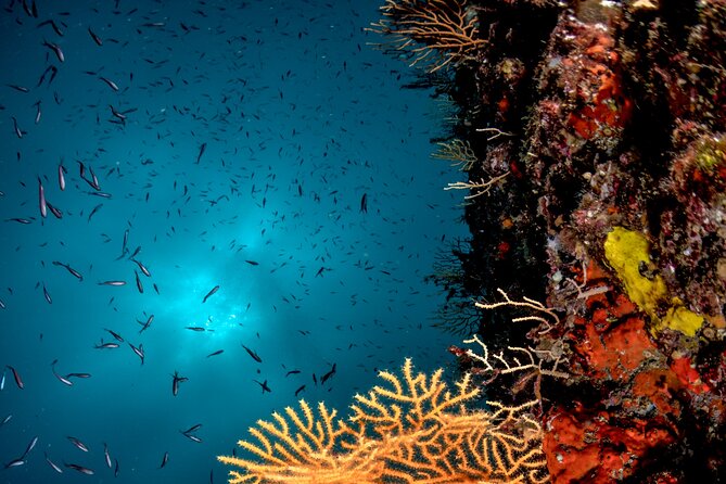 Immersion in Banco Santa Croce from Sorrento with Expert Guide - The Sum Up: A Great Choice for Certified Divers in Sorrento