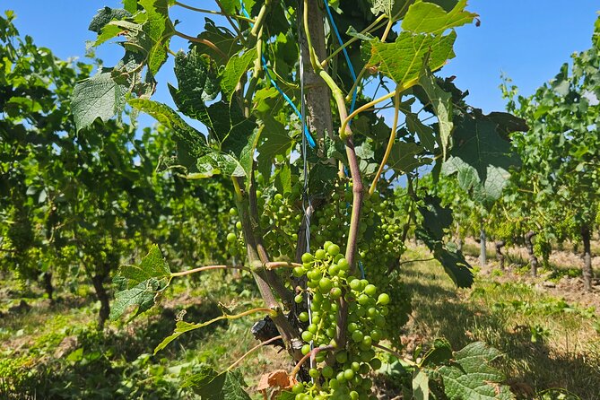 Immersion in the Geneva vineyards by tuktuk with tasting - Starting Point at Place du Rhône in Geneva