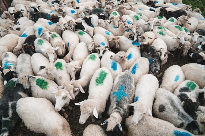 Immersive 2-Day Tour/Homestay with Shepherds in the Albanian Alps - Overnight Options in the Albanian Alps