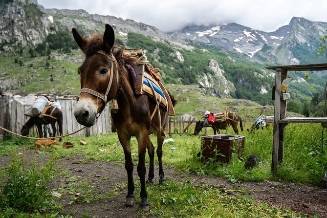 Immersive 2-Day Tour/Homestay with Shepherds in the Albanian Alps - Exploring the Albanian Pastures and Shepherd Communities