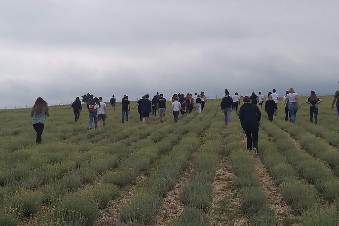 Immortelle farm island Krk - Exploring the History of Krk Island and Its Battle