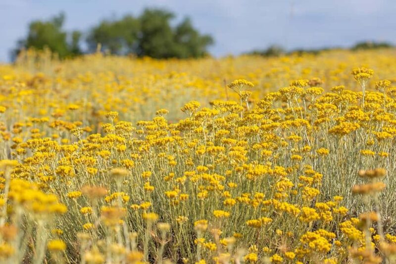 Immortelle Farm Tour with Donkeys and Distillery - Explore an Ecological Immortelle Farm on Krk Island