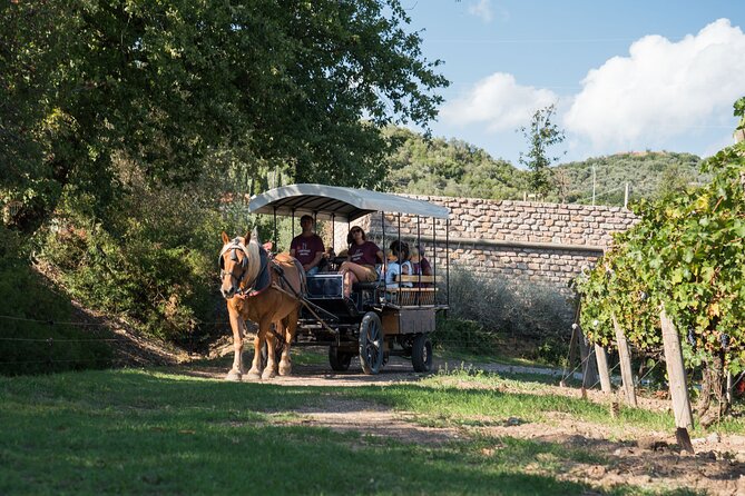 In a carriage among the vineyards, visit of the cellar, tasting of organic wines. - Scenic Journey in an Elegant Carriage