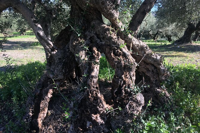 In Crete Discover the miracle of Olive Oil and Organic Fruits - Key Points