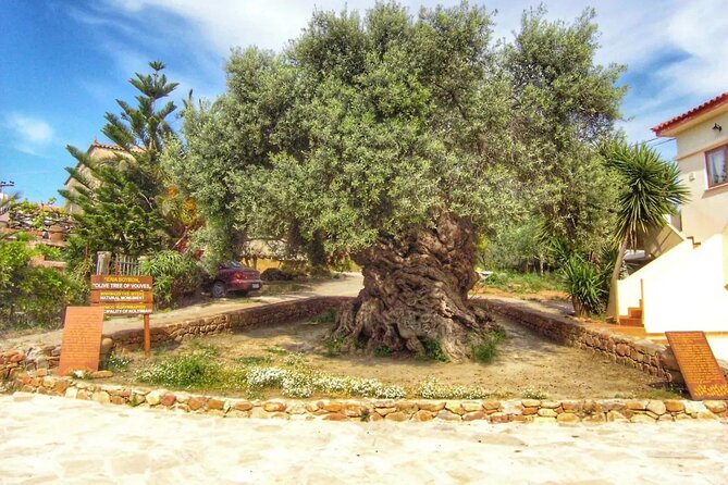 In Crete Discover the miracle of Olive Oil and Organic Fruits - Sampling Organic Fruits at Kalyves Farm