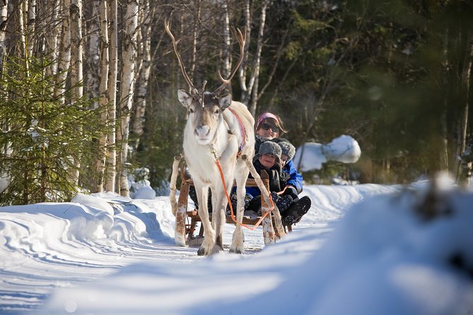 In Pursuit of Reindeer - Snowmobile safari to reindeer farm in Rovaniemi - Key Points