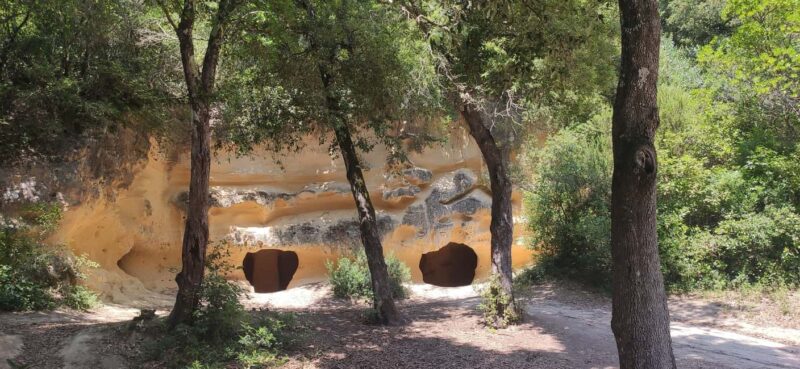 In the woods of Bibbona, a walking tour with an archaeologist in a mysterious necropolis - Key Points