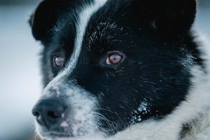 Inari: Husky Farm Visit - What’s Included During the Husky Encounter