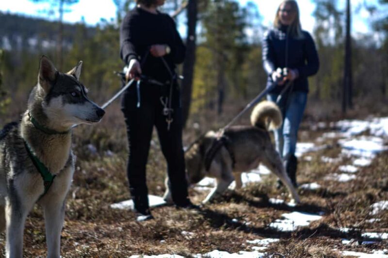 Inari: Husky Hike - Key Points