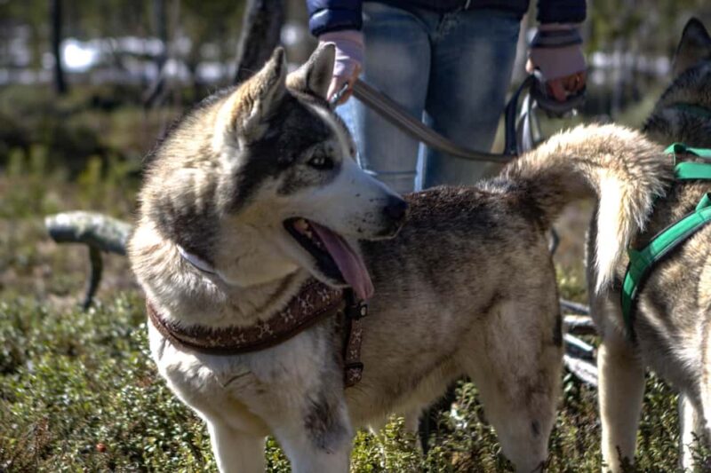 Inari: Husky Hike - Learning How to Harness and Control the Huskies