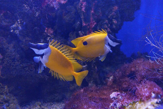 Inbursa Aquarium ticket - Practical Details: Timing, Accessibility, and Booking