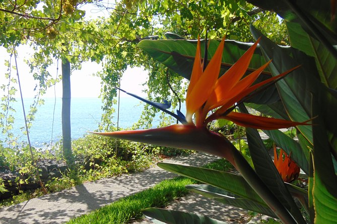 Incredible tour to a 'Faja' with a story - Relax on the Pebble Beach and Enjoy Farm-to-Table Dining