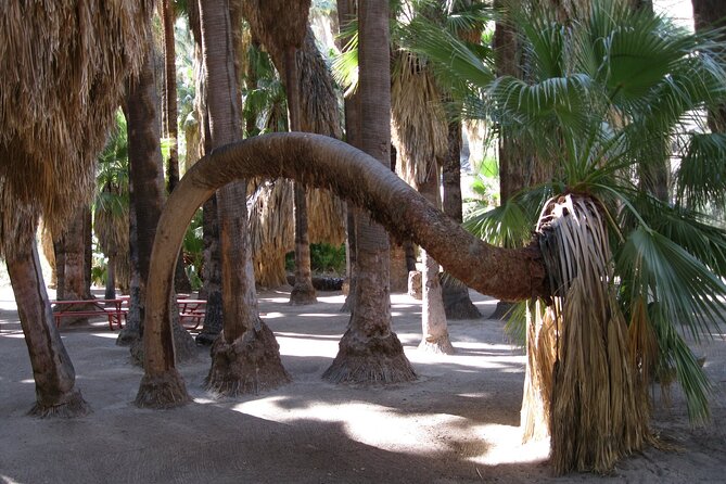 Indian Canyons Hiking Tour by Jeep from Palm Desert - Scenic Jeep Ride in the Lush Indian Canyons