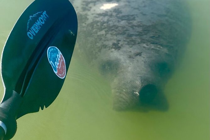 Indian River Clear Bottom Kayak or Paddleboarding Manatee and Dolphin Tour - What Wildlife Can You Expect to See?